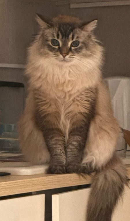 Plaid, a very fluffy cat, supervising the kitchen counter